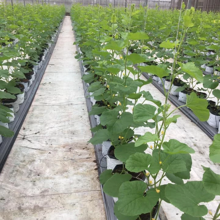dây thừng trắng treo dưa lưới giá dây thừng trắng nông nghiệp